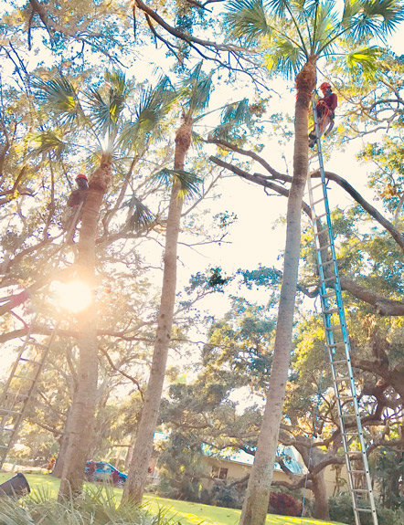 image of arborist aloft in tall tree
